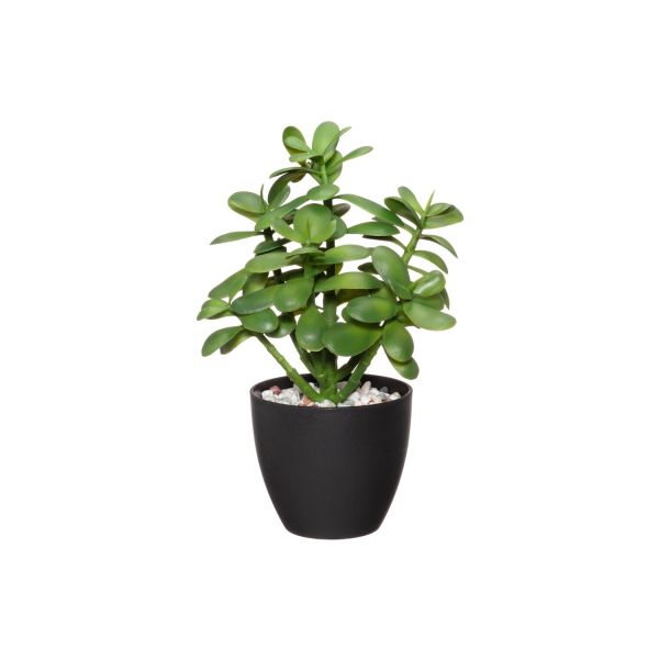 4Living Jade plant in pot