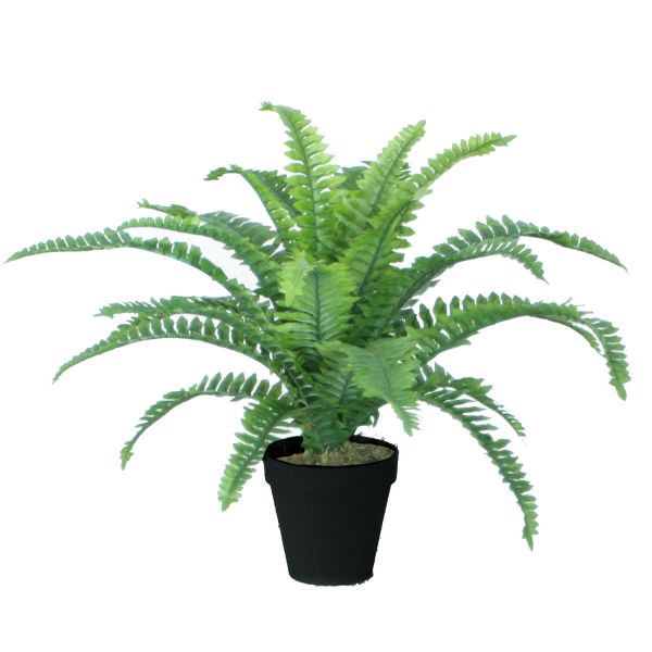 Green plant BOSTON FERN H45cm