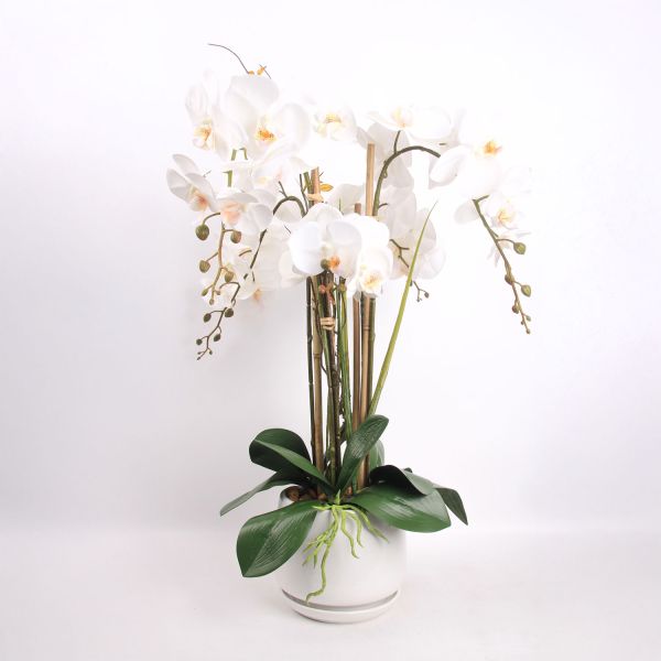 Orhidee GARDEN QUEEN H68cm, valge