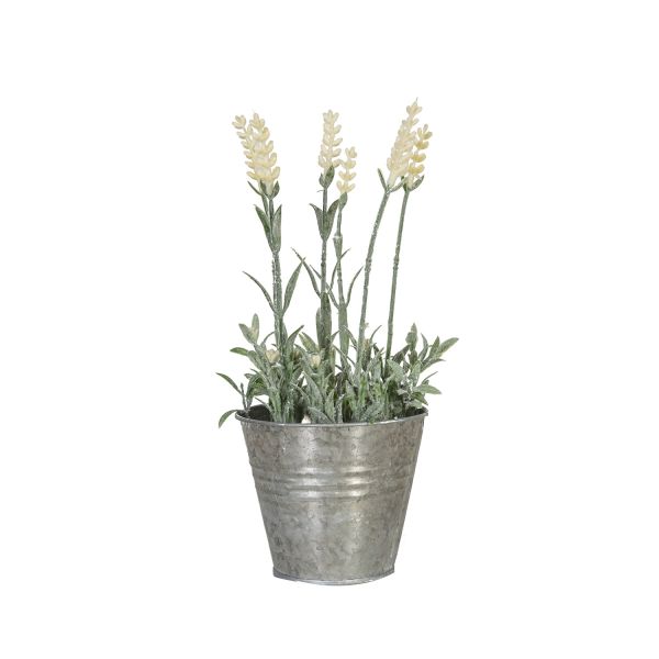 Lavender in pot IN GARDEN H25cm