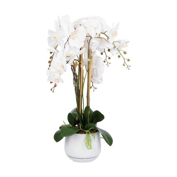 Orchid GARDEN QUEEN H68cm, white