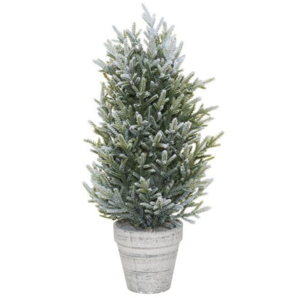 Fir in a pot 50cm