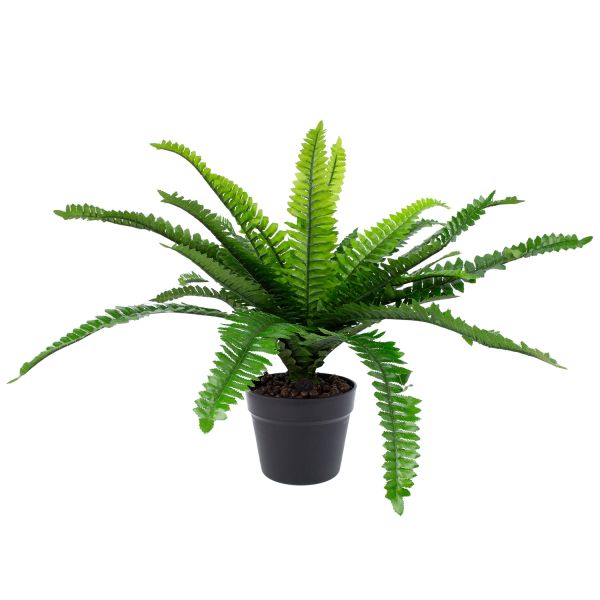 Green plant BOSTON FERN H60cm
