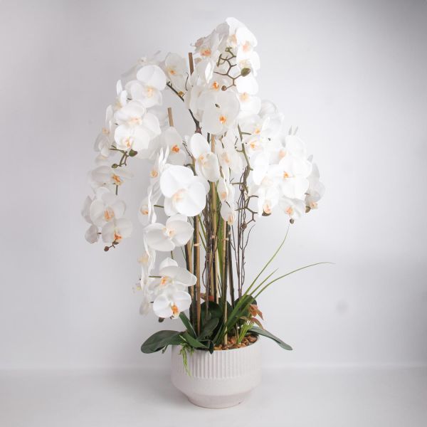 Orhidee GARDEN QUEEN H102cm, valge