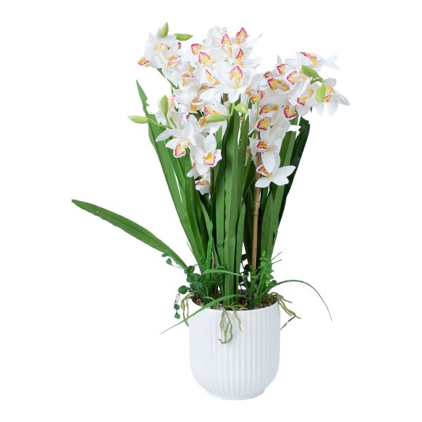 Orchid GARDEN QUEEN H75cm, white
