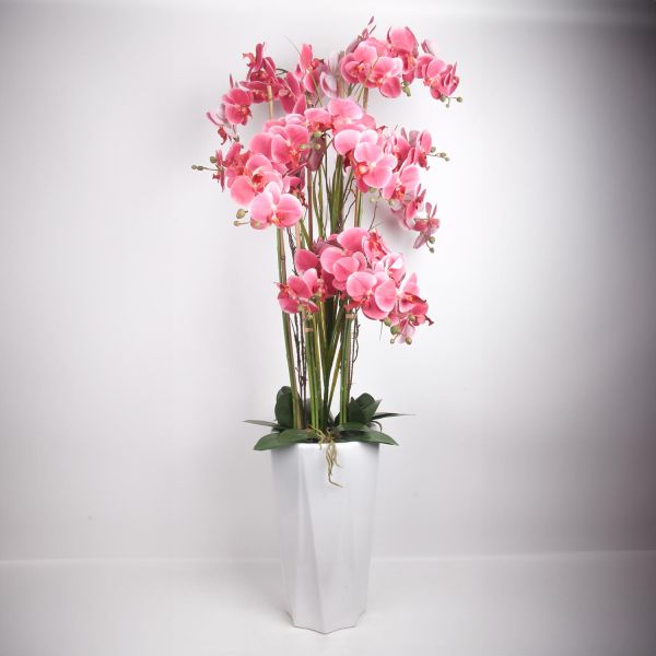 Orhidee GARDEN QUEEN H132cm, roosa