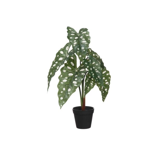 Alokaasia 51cm, valge