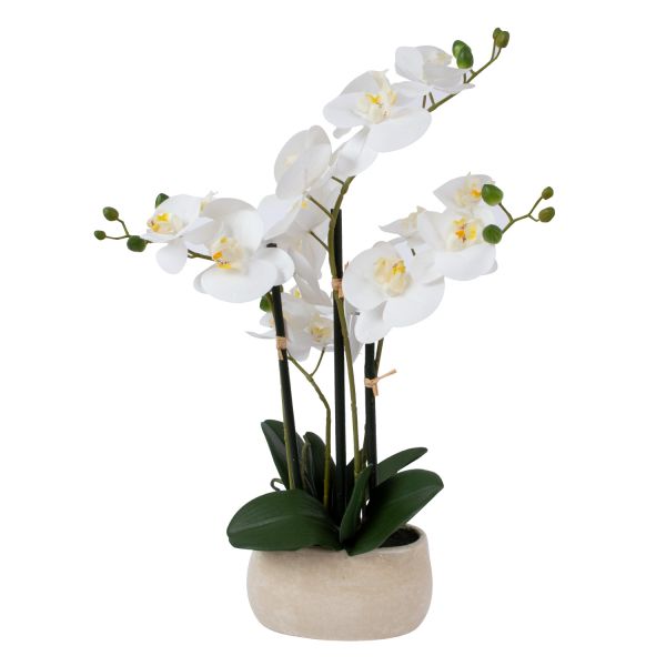 Orhidee WIND IN GARDEN H55cm, valge
