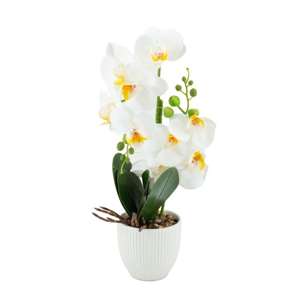 Orhidee GREENLAND H40cm valge pott, valge õis