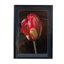 Wall art PICTURE LAND framed 50x70cm, tulip