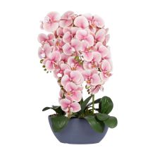 Orhidee GARDEN QUEEN H64cm, heleroosa