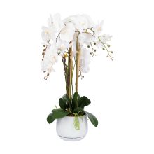Orhidee GARDEN QUEEN H68cm, valge