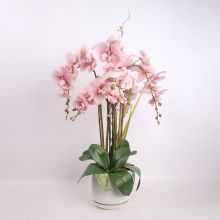 Орхидея GARDEN QUEEN H68см, светло-розовый