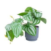 Kunsttaim GREENLAND H15cm, triibuline leht