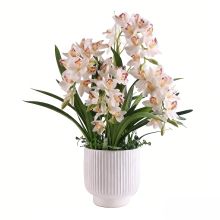 Orhidee GARDEN QUEEN H75cm, valge