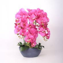 Орхидея GARDEN QUEEN H64см, темно-розовый