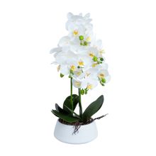 Orhidee GREENLAND H68cm valge pott, valge õis