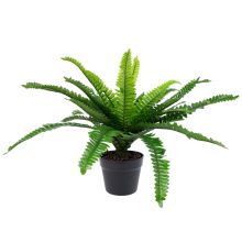 Green plant BOSTON FERN H60cm