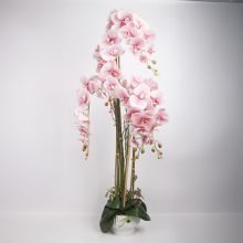 Orhidee GARDEN QUEEN H124cm, heleroosa