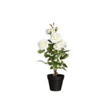 4Living Rose with big flowers in pot white 49 cm