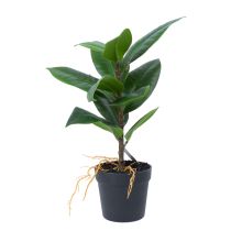 Kunsttaim GREENLAND_H35cm, "Rubber fig"