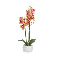 Орхидея GARDEN QUEEN H40см, желтый