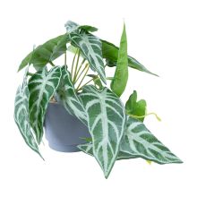 Kunsttaim GREENLAND H15cm, alokaasia