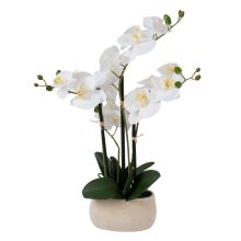 Orhidee WIND IN GARDEN H55cm, valge