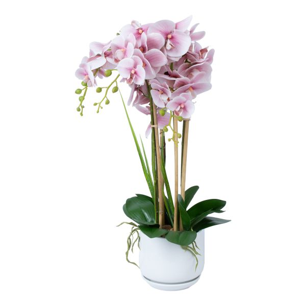 Орхидея GARDEN QUEEN H68см, светло-розовый