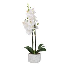Orchid GARDEN QUEEN H40cm, white