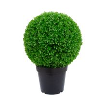Зеленое растение BOXWOOD, H60см, черный горшок