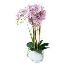 Орхидея GARDEN QUEEN H68см, светло-розовый