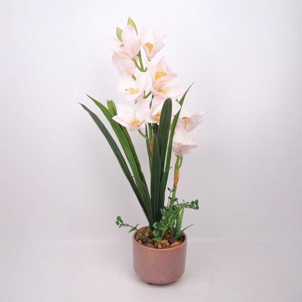 Orhidee GARDEN QUEEN H70cm, valge