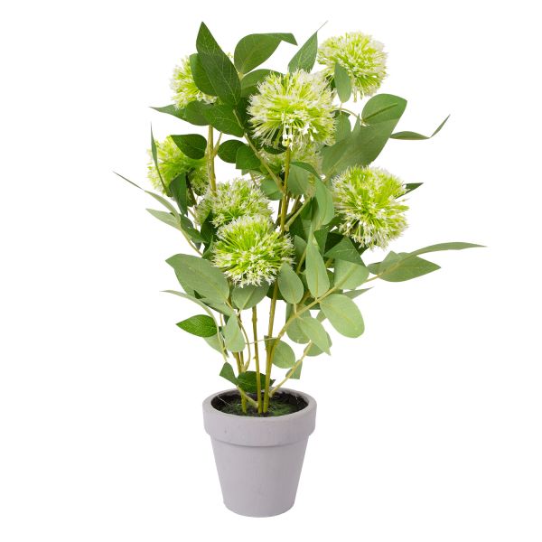 Kunsttaim GREENLAND_potis, valged tuttõi