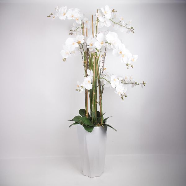 Orhidee GARDEN QUEEN H132cm, valge