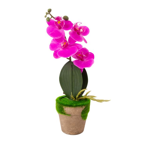 Orchid GREENLAND in pot with moss, mix
