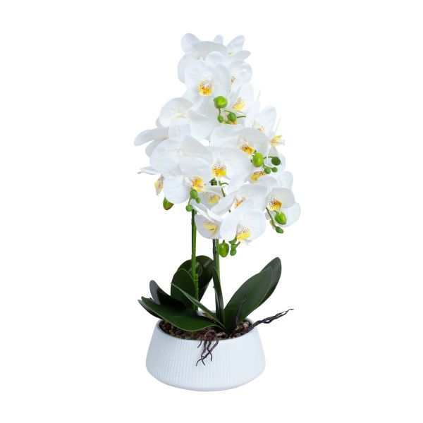 Orhidee GREENLAND H68cm valge pott, valge õis