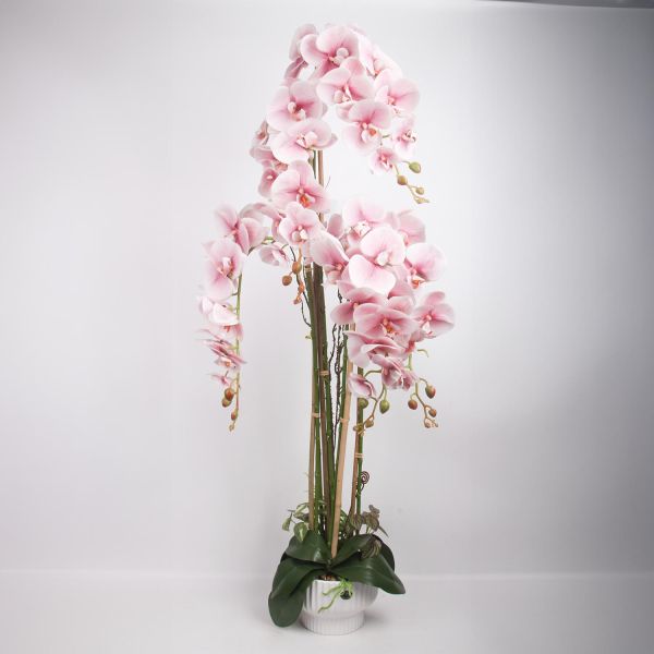 Orhidee GARDEN QUEEN H124cm, heleroosa