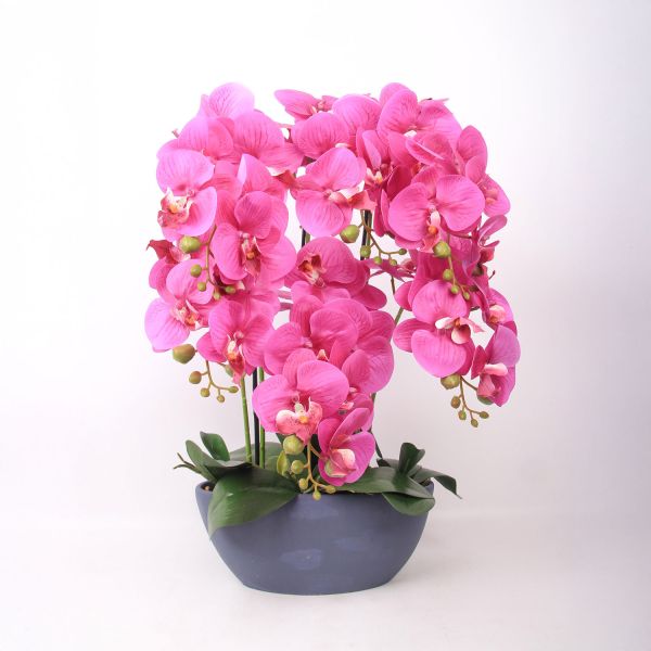 Orhidee GARDEN QUEEN H64cm, tumeroosa