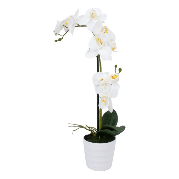 Orhidee WIND IN GARDEN H51cm, valge