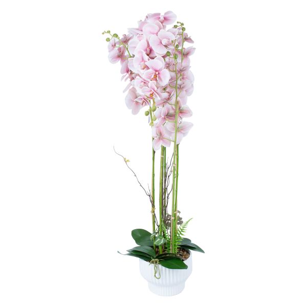 Orhidee GARDEN QUEEN H124cm, heleroosa
