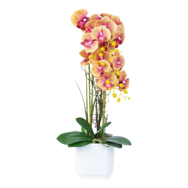 Orhidee GARDEN QUEEN H65cm, kollane