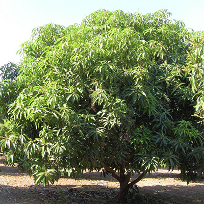 mangopuu