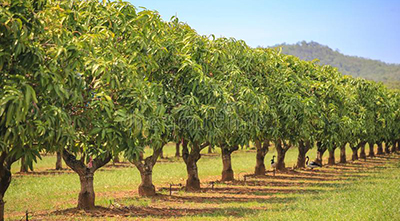 mangopuud