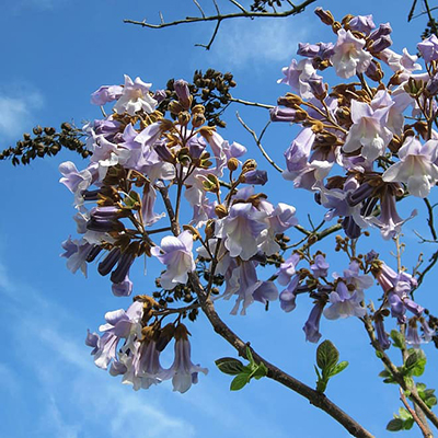 paulownia-puit