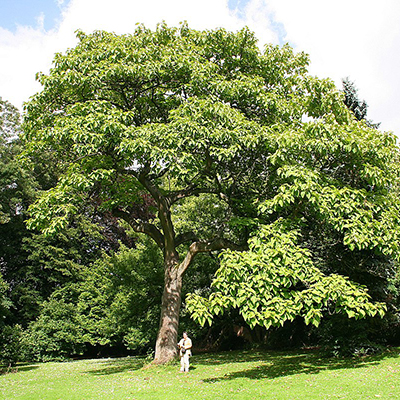 paulownia-puu